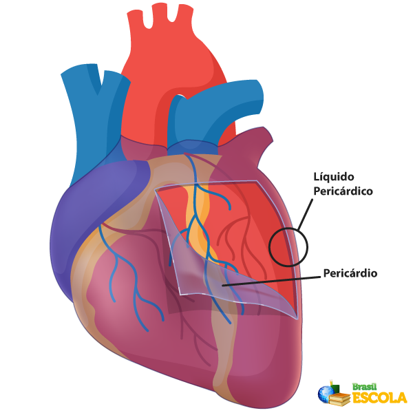 Anatomia do coração humano, com destaque para o pericárdio e o líquido pericárdico.
