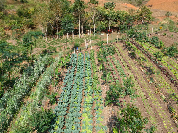 Região de agrofloresta, prática agrícola sustentável que surgiu devido aos estudos da Ecologia.