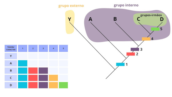 Matriz de caracteres de um cladograma.