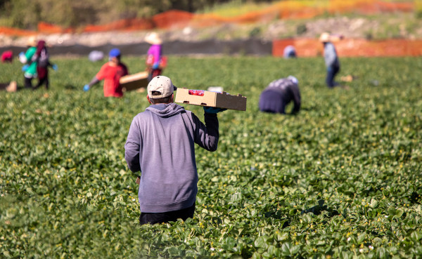 Pessoas trabalhando em uma plantação, indivíduos que são parte importante da População Economicamente Ativa (PEA).