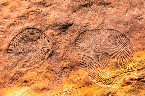 Registros fósseis da fauna de Edicara, que surgiu no Pré-Cambriano, era geológica que antecedeu a Era Paleozoica.