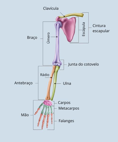 Ilustração indicando os ossos dos membros superiores, uma das divisões dos ossos do corpo humano.