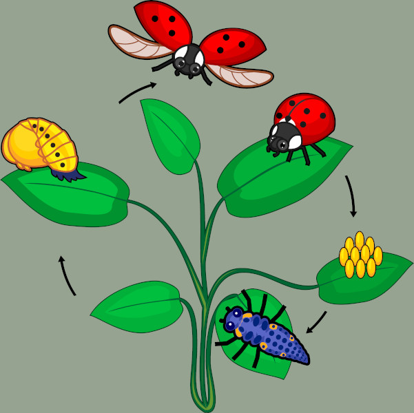 Ilustração mostrando o ciclo de vida das joaninhas.