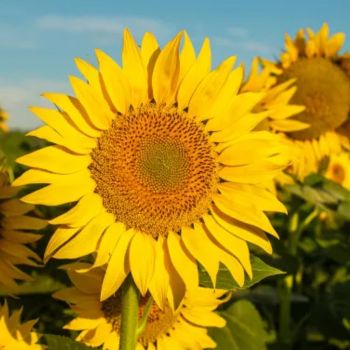 Sunflower Pou - Roblox