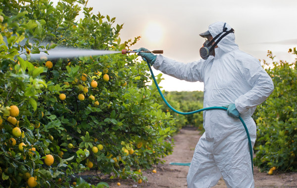 Homem utilizando pesticida em um pomar, em texto sobre Química Verde.