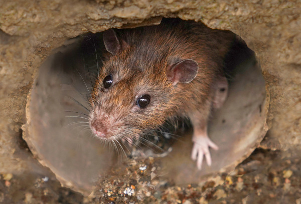 Rato de esgoto (Rattus novergicus), um dos principais vetores da leptospirose para os seres humanos.