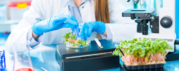Cientista manipulando plantas em laboratório, situação que pode estar ligada à Biotecnologia na agricultura.