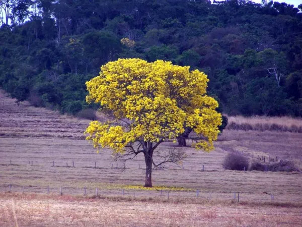 Ipê no Cerrado, árvore característica da fitofisionomia conhecida como mata seca.