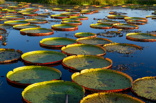 Várias vitórias-régias em um ambiente aquático, uma alusão à lenda da vitória-régia.