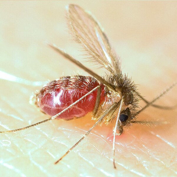 Mosquito Lutzomyia longipalpis, causador da leishmaniose visceral, sobre pele humana e alimentado com sangue.[1]