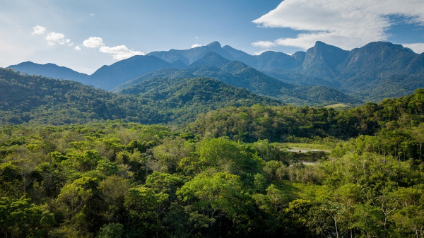 Mata Atlântica, um exemplo de floresta tropical no Brasil.