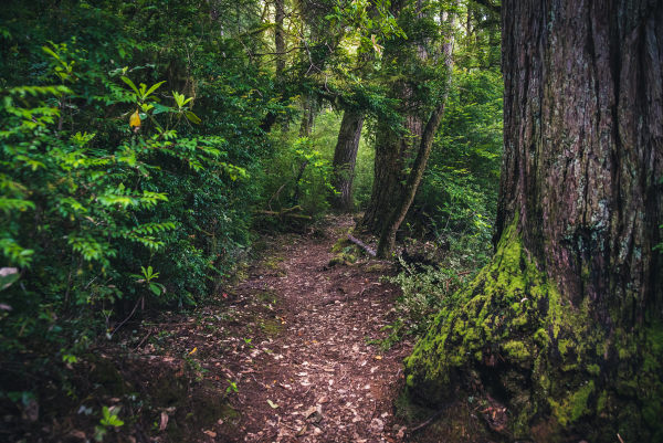 Solo de uma floresta tropical.