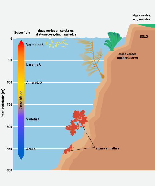 Esquema ilustrativo mostrando a variação do pigmento das algas conforme a profundidade da luz no oceano.