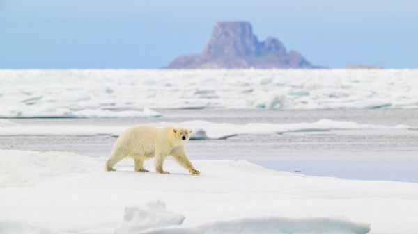 Urso-polar sobre placa de gelo, em região de clima polar. Urso-polar sobre placa de gelo, em região de clima polar.