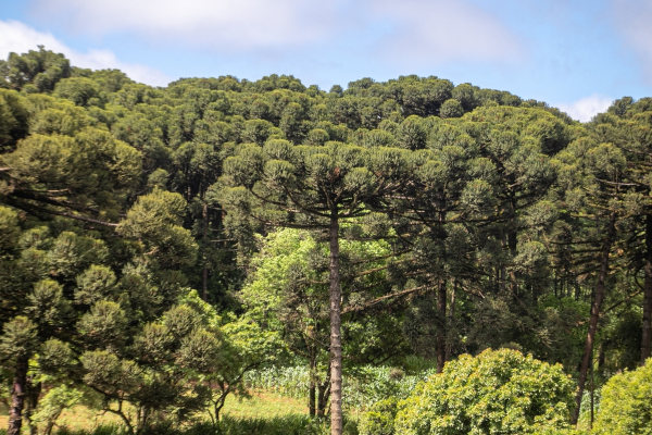 Mata de araucárias, um dos tipos de vegetação do Brasil.