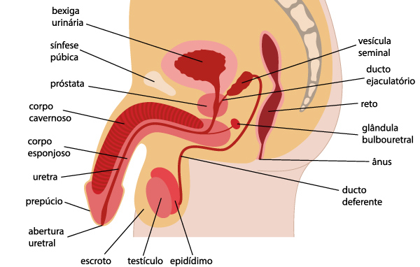 Ilustração com visão lateral das estruturas internas do sistema reprodutor masculino e nomes dos órgãos.