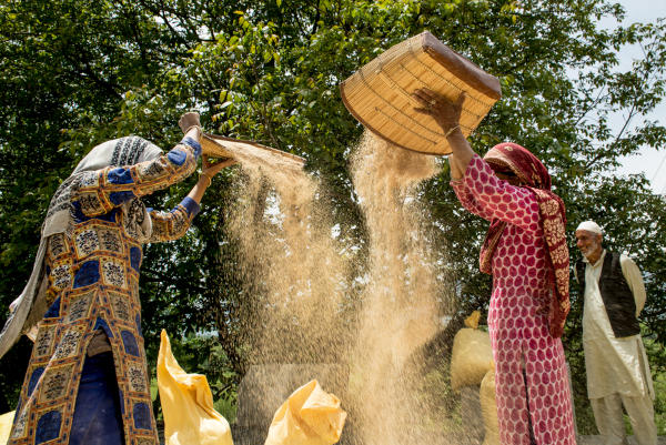 Contexto de produção de arroz na Caxemira, parte importante da economia do território.