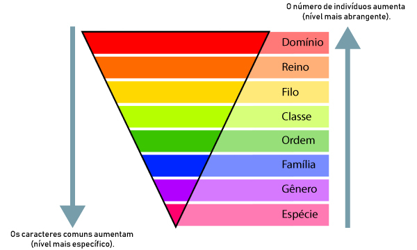 Pirâmide ilustrativa com níveis hierárquicos das categorias taxonômicas.