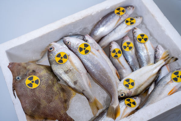 Peixes com alto nível de radiação após o acidente nuclear em Fukushima, um dos maiores acidentes nucleares do mundo.