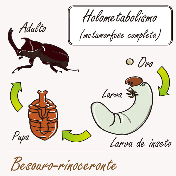 Exemplo de inseto com metamorfose incompleta (inseto hemimetábolo) Exemplo de inseto com metamorfose completa (Inseto holometábolo).