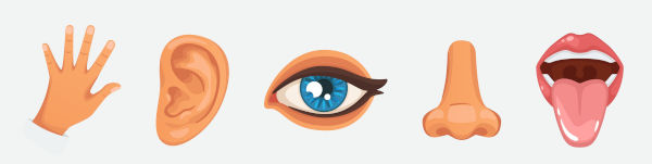 Ilustração dos cinco órgãos do sistema sensorial.