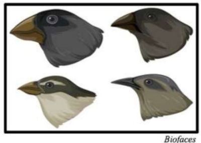 Quatro cabeças de tendilhões com bicos diferentes, aves estudadas por Darwin em sua teoria da evolução.