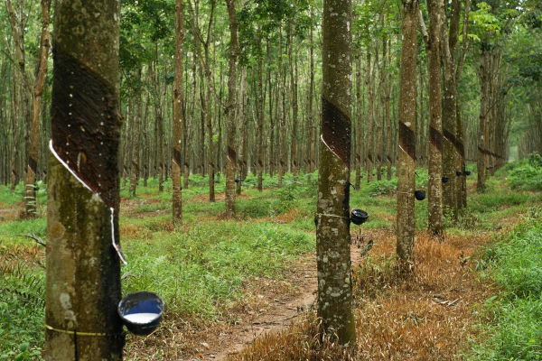 Processo de obtenção de látex, um tipo de extrativismo vegetal, uma das atividades do setor primário.