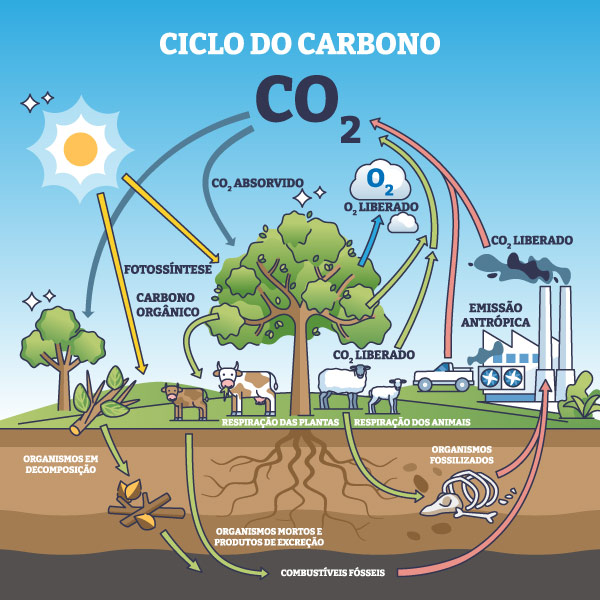 Representação das etapas do ciclo biogeoquímico do carbono.