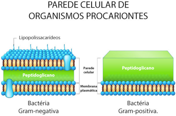 Parede celular de bactérias gram-positivas e gram-negativas, seres procariontes.