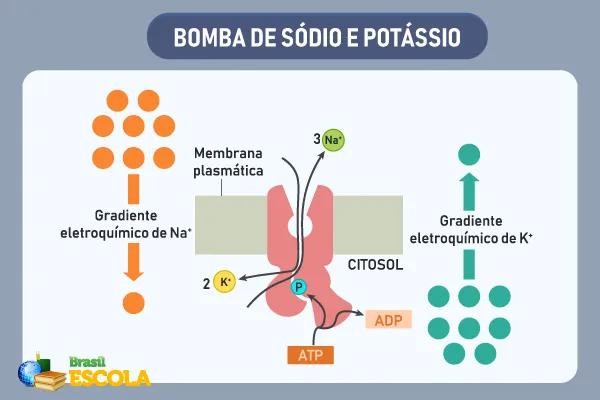 Bomba de sódio e potássio