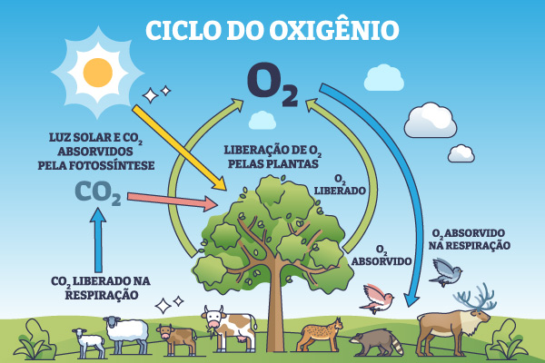 Representação das etapas do ciclo biogeoquímico do oxigênio.