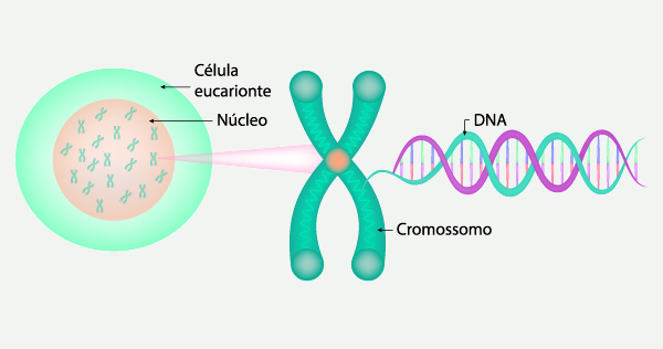 Esquema ilustrativo de um cromossomo, uma célula e uma fita de DNA.