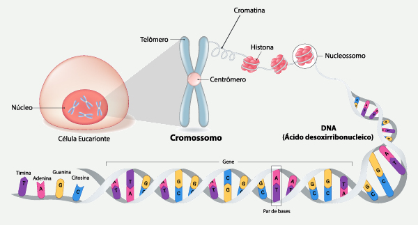 Esquema ilustrativo de uma célula, um cromossomo, uma sequência de DNA e suas estruturas.