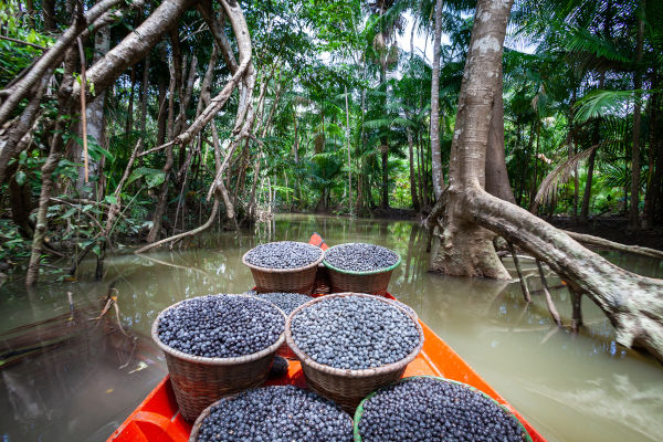 Cestos cheios de açaí coletados à beira de um rio, exemplo de extrativismo vegetal.