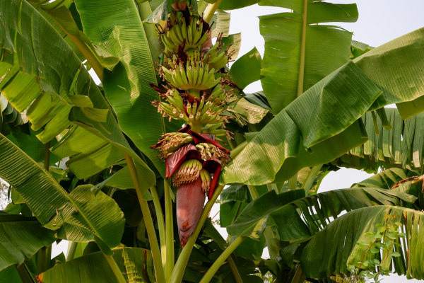 Cacho de bananas em desenvolvimento, em uma bananeira.