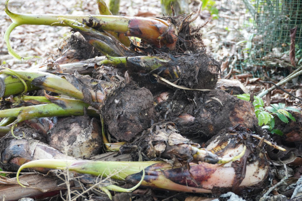 Rizomas de bananeiras no chão, estruturas de reprodução da banana.