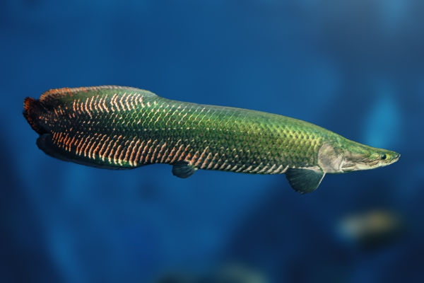Pirarucu, um peixe nativo da Amazônia.
