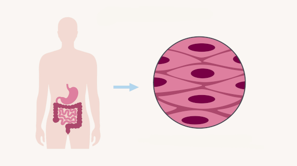Ilustração de uma silhueta humana com órgãos e detalhe do tecido, alguns níveis de organização dos seres vivos.