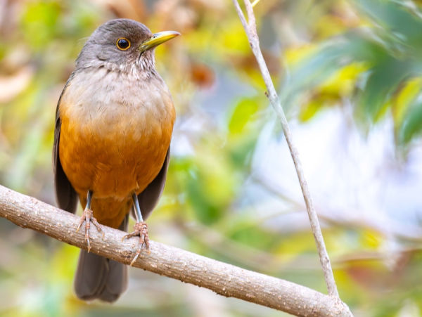 Sabiá-laranjeira (ave), um dos animais da Mata Atlântica.