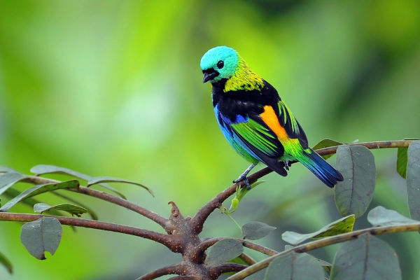 Saíra-sete-cores (ave), um dos animais da Mata Atlântica.
