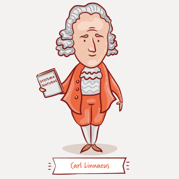 Carl Lineu, o pai da taxonomia, representado em uma ilustração, segurando seu livro  Systema Naturae.