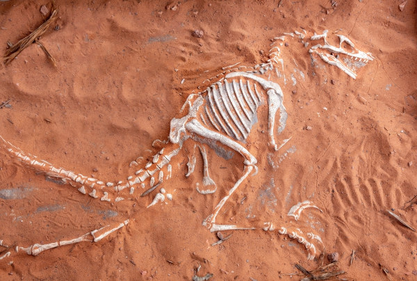 Fóssil de um dinossauro evidenciando o que são os fósseis. [imagem_principal]