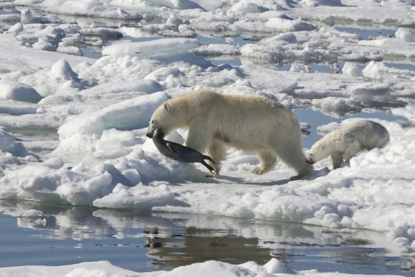 Fêmea de urso-polar (Ursus maritimus) com dois filhotes, arrastando uma foca-anelada morta.
