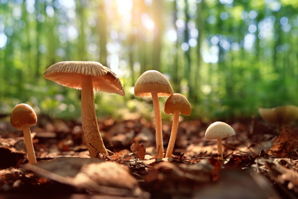 Cogumelos, fungos do tipo basidiomiceto.