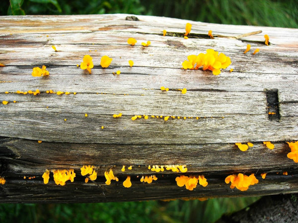 Fungos crescendo sobre madeira.