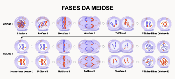 Ilustração de pequenos círculos representando as células nas fases da meiose.