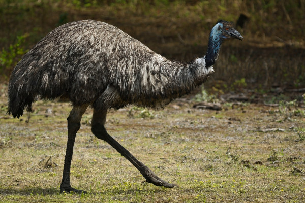 Emu, exemplo de cordado.