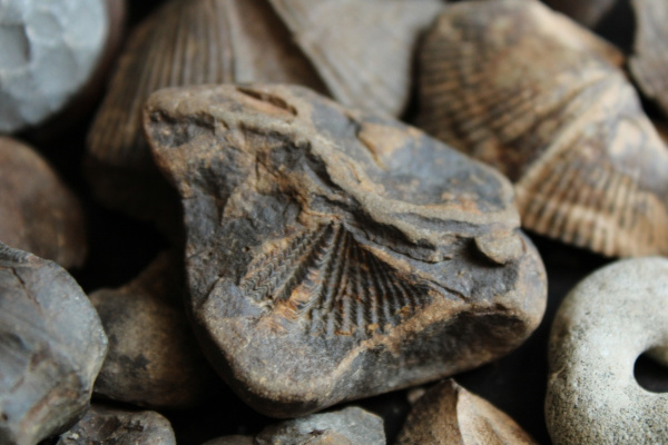 Diversos fósseis reunidos, uma alusão à datação de fósseis, uma importante aplicação da meia-vida.