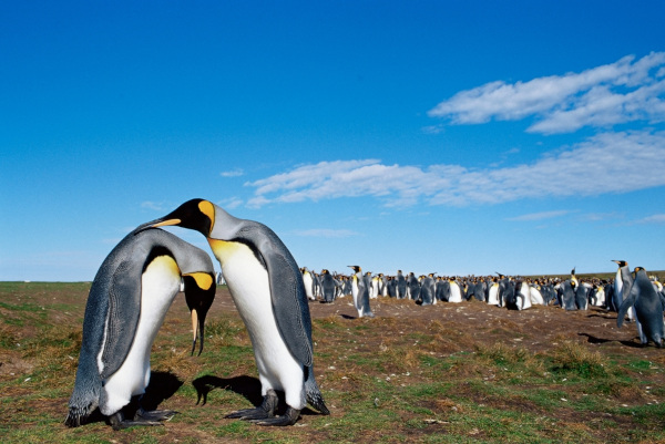 Pinguim-rei, uma das espécies de pinguim.