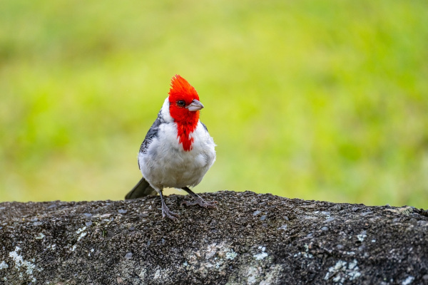 Cardeal (Paroaria coronata), um tipo de ave da ordem Passeriforme. 